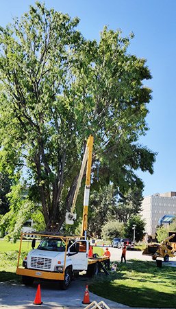 octree-new a813f643-gstp-tree-service